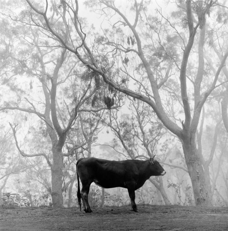 Yo-Yo Gonthier, L'animal, île de la réunion, 2000 - 2005