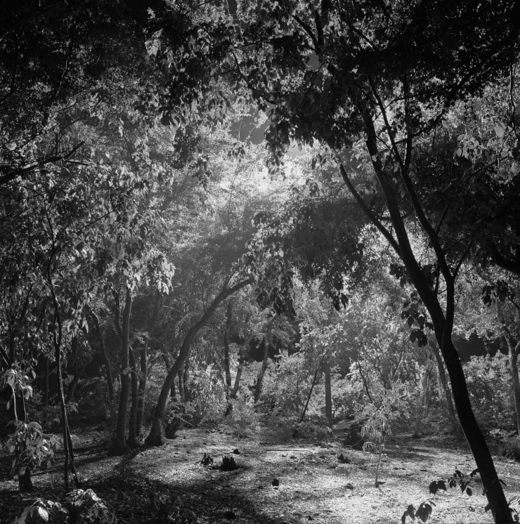 Yo-Yo Gonthier, Les lumineux, Série Pieds de bois, Île de la Réunion, 2000 - 2005