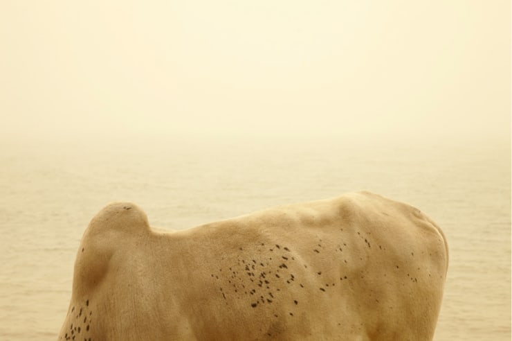 François-Xavier Gbré, Misi, Ségou, Mali, 2012