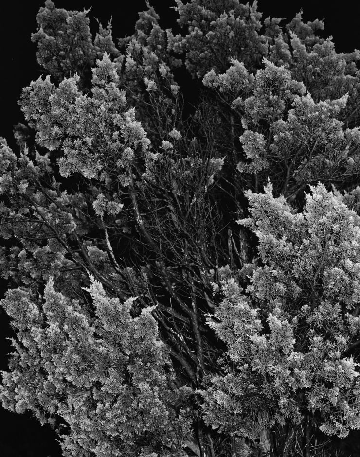 Daniel Rampulla, Belly Up Tree, 2019