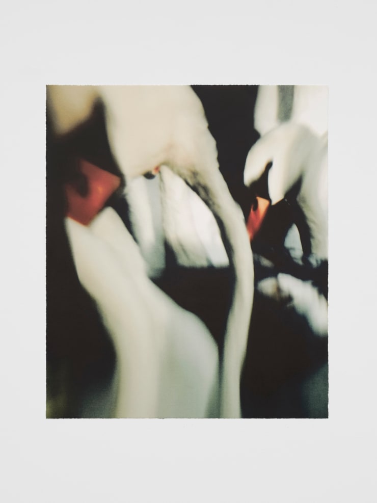 Jack Davison, Untitled, 2024