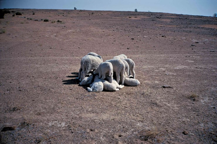 Gabriel Orozco, Common Dream, 1996
