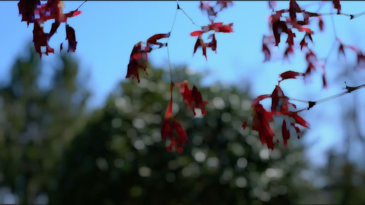 peter campus, virus 2, 2020