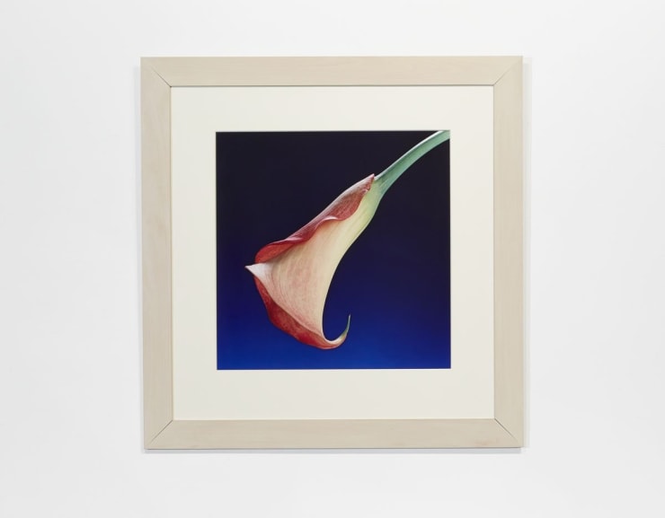 Robert Mapplethorpe, Calla Lily, 1988