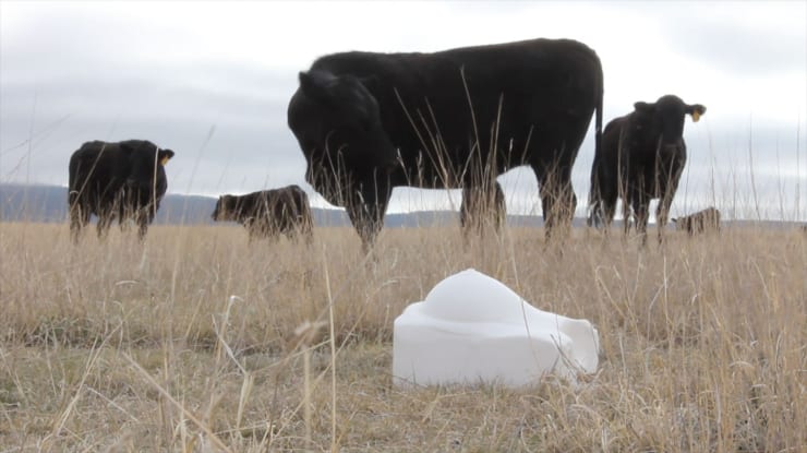 Malia Jensen, Salty, 2010