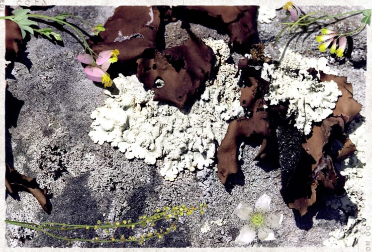 peter campus, do no, 1995