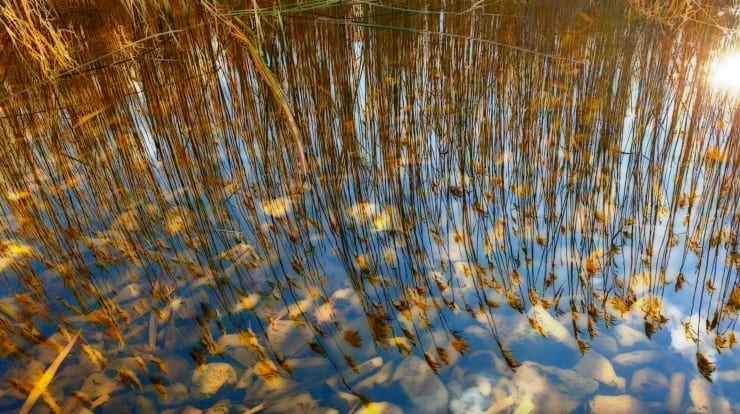 peter campus, squassux puddle, 2023