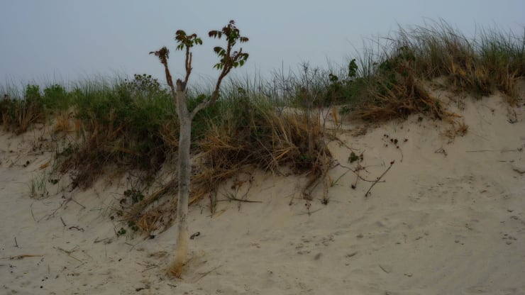 peter campus, dune tree, 2021