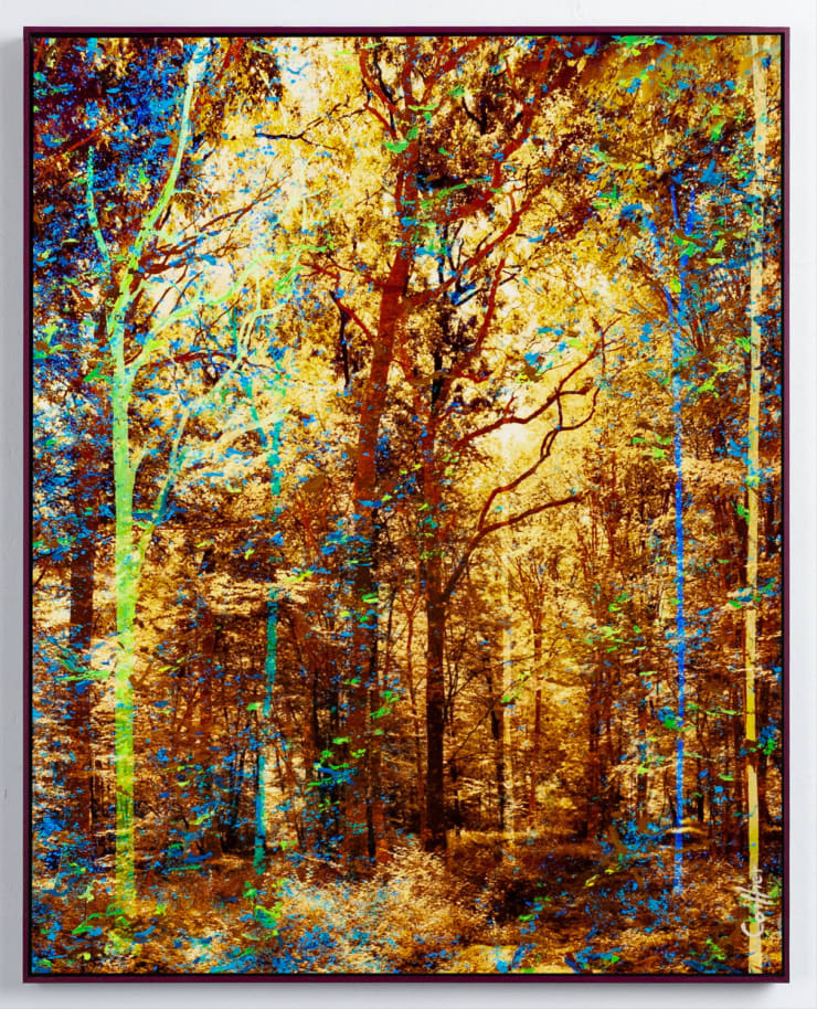 Martin Coiffier, Eden Trees