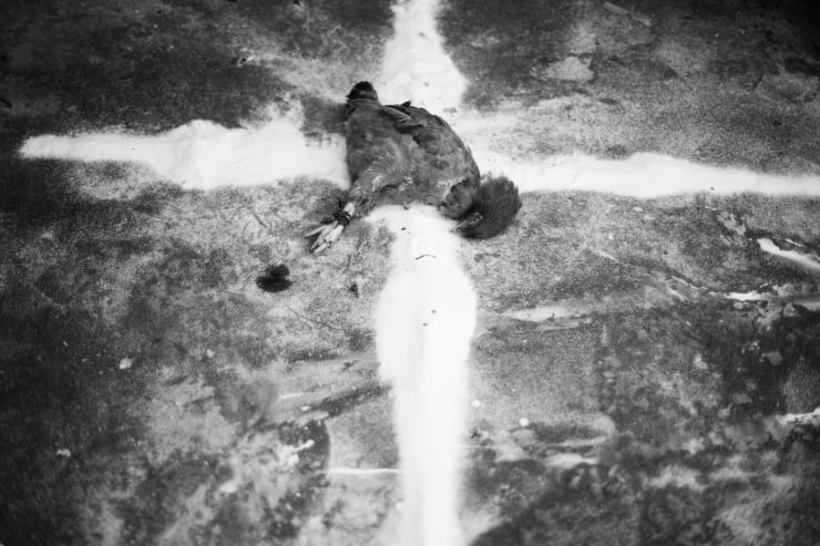 Mário Macilau, Gift, 2018