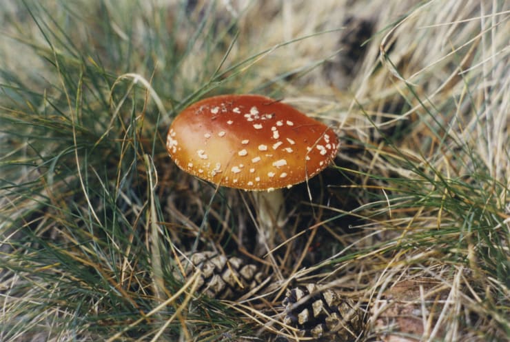 Vinca Petersen, Fly Agaric, 1996
