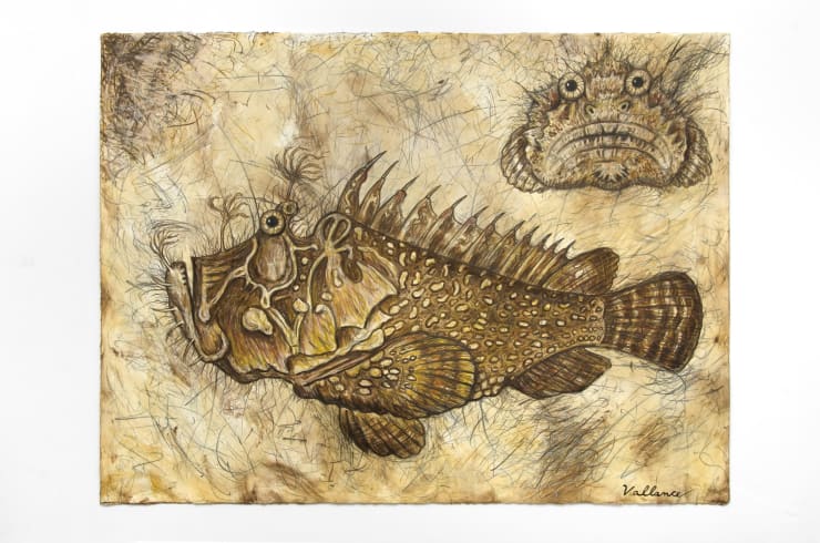 Jeffrey Vallance, Stonefish (Scorpaena scrofa), 2016