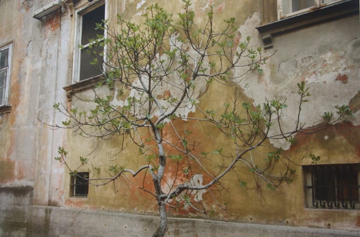 William Eggleston, Untitled (Budidng Tree Against Wall) from the Berlin Series, 1985