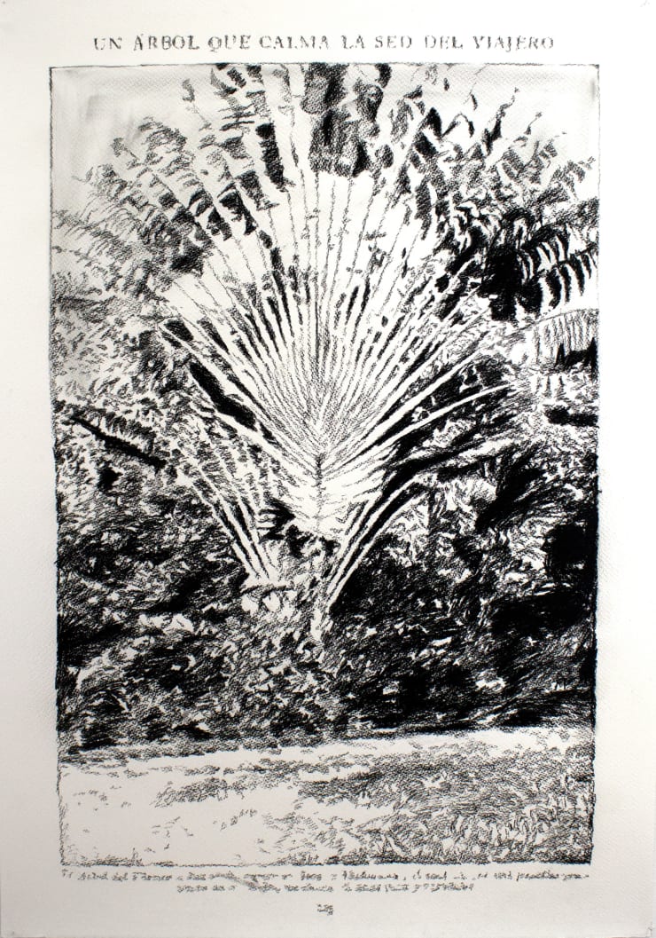 André Strahinja Un árbol que calma la sed del viajero, 2018 Carboncillo sobre papel Fabriano 100 x 70 cm