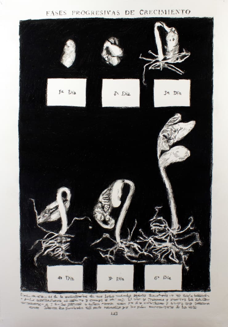 André Strahinja Fases progresivas, 2018 Carboncillo sobre papel Fabriano 100 x 70 cm