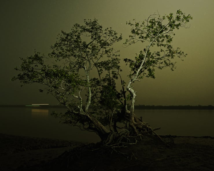 Soumya Sankar Bose, Where the Birds Never Sing, 2017-2020