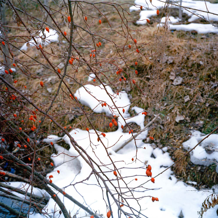 Sohrab Hura, Snow, 2015-2019