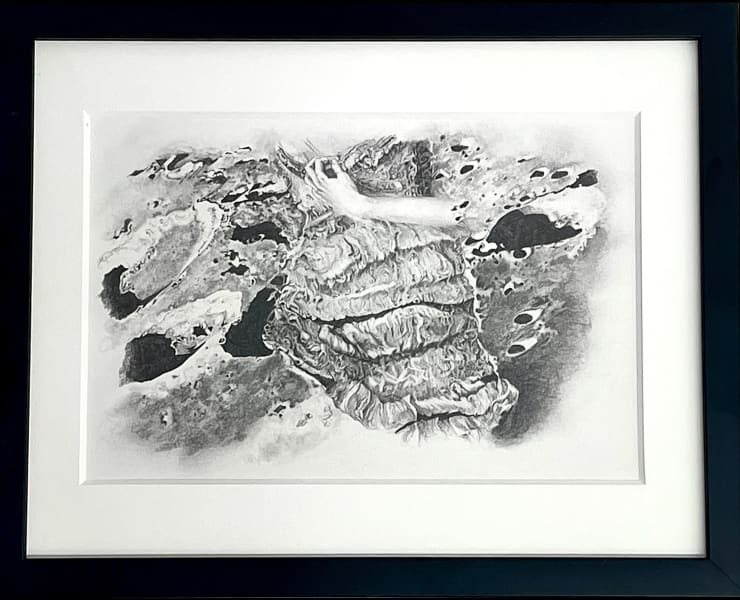 Sarah Ratchye Tendr adawpshun, 2008 Graphite on paper 6 x 9 in 15 x 23 cm