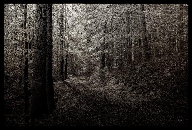 Choi Soowhan, Emptiness - Forest Path 04, 2024