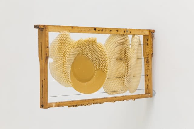 Laura Salguero, Oikos, 2021