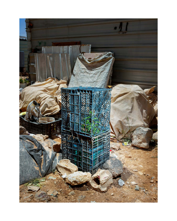 Henk Wildschut, Peach Tree (Prunus Persica), Zaatari — April 2018, 2018