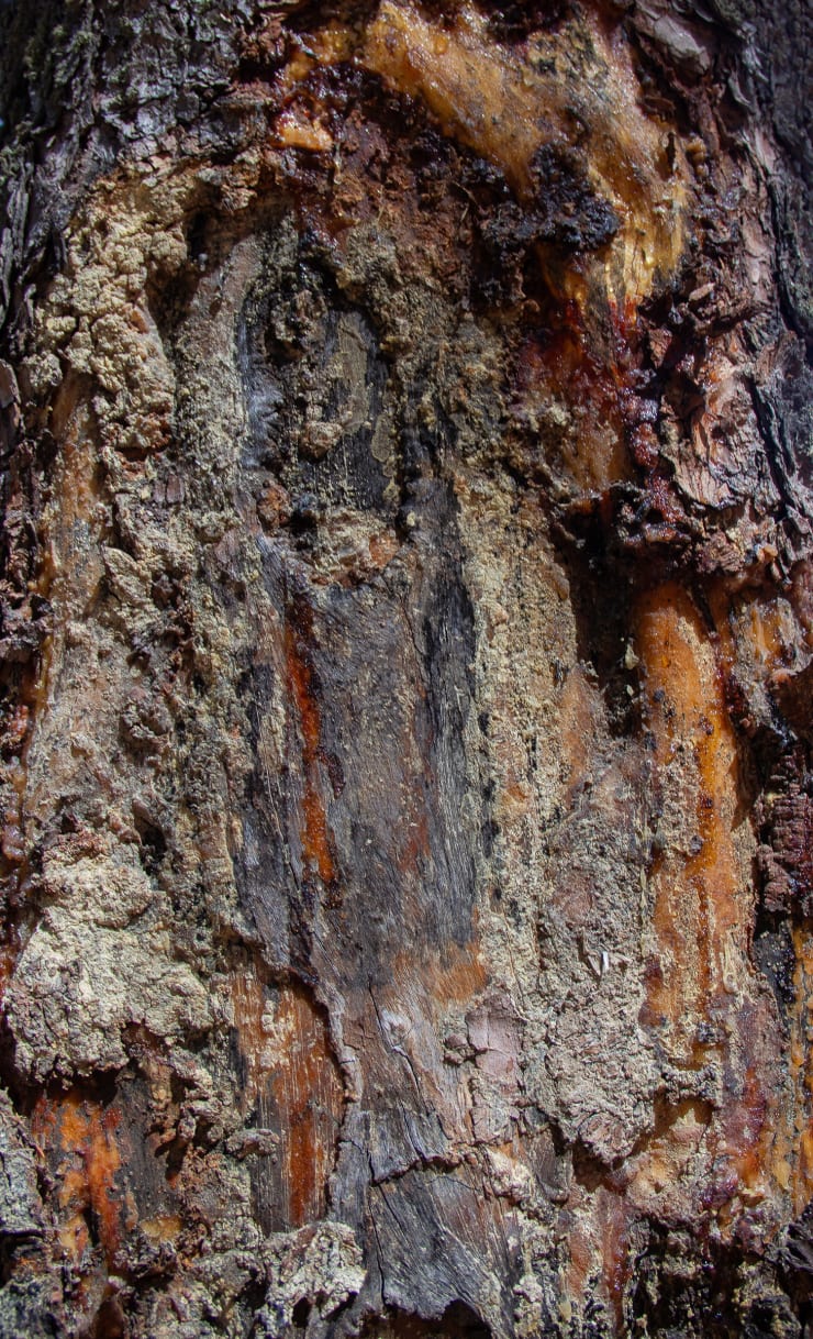 Nomin Zezegmaa, On Bogd Khan Mountain: Portrait of a Wounded Tree #4, 2024