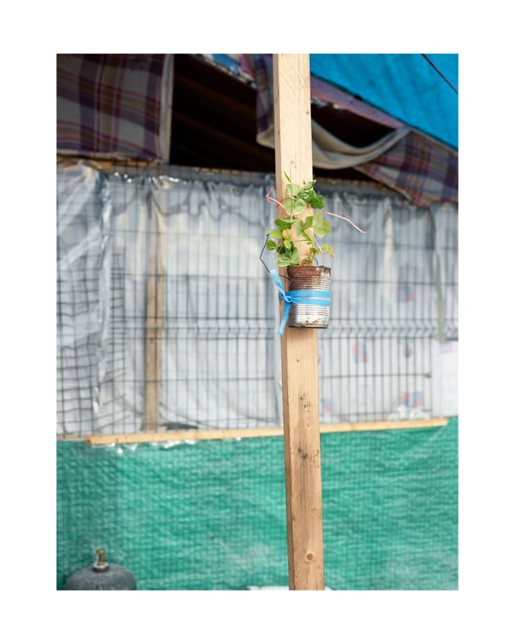 Henk Wildschut, Peas (Pisum sativum), Calais, France — July 2016, 2016