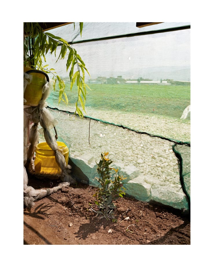 Henk Wildschut, Jasmine (Jasminum polyanthum),Saadnayel, Beqaa, Lebanon — May 2017, 2017