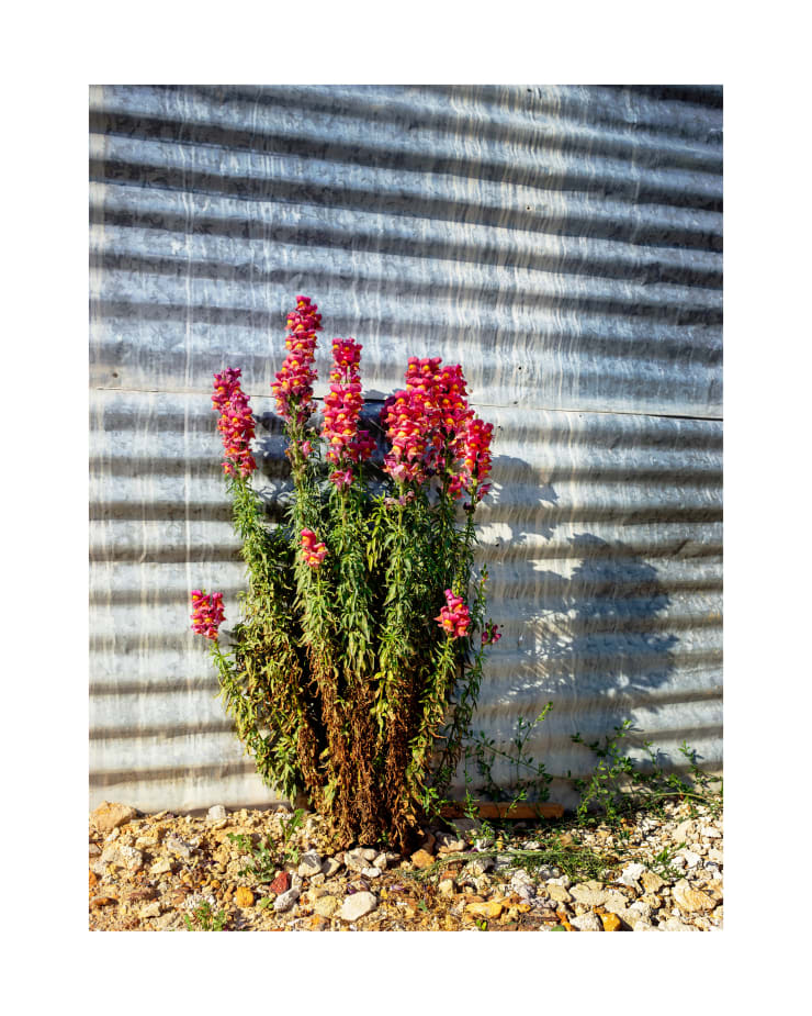 Henk Wildschut, Snapdragon, Bar Elias, Lebanon, 2018