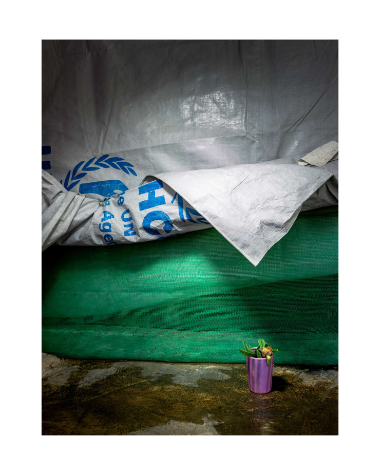 Henk Wildschut, Sea Fig (Carpobrotus chilensis), Nasriyeh, Lebanon — May 2018, 2018