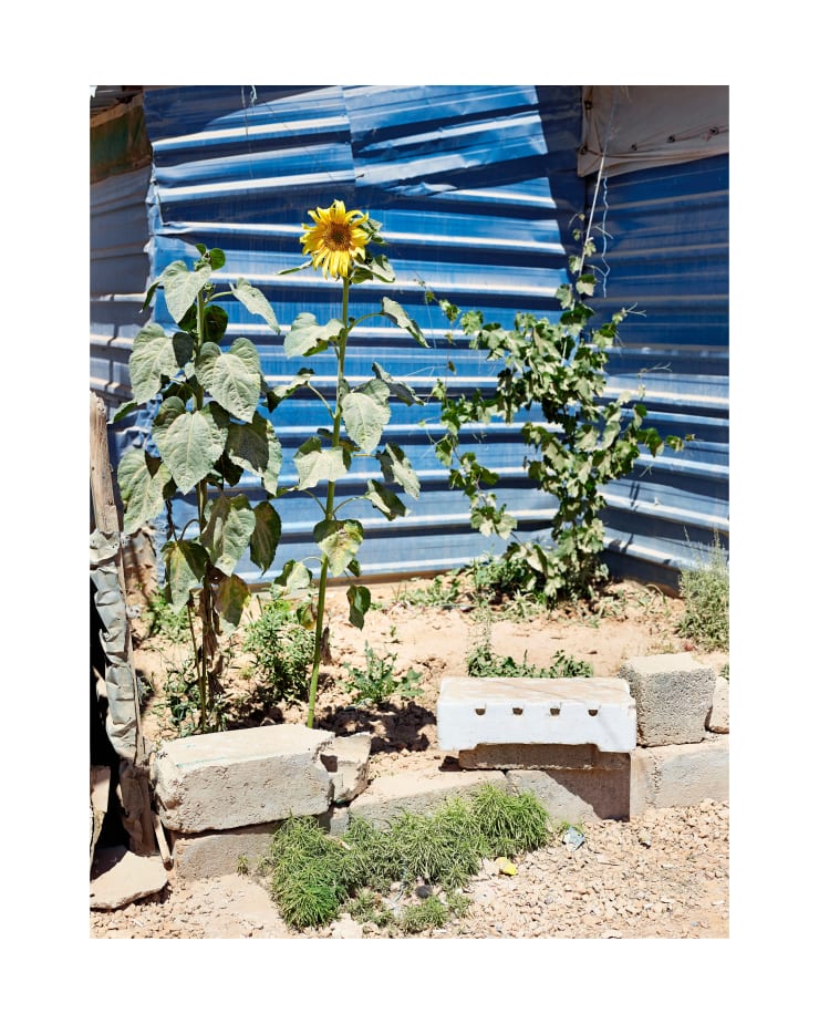 Henk Wildschut, Sunflower (Helianthus), Chtaura, Beqaa, Lebanon — May 2018, 2018