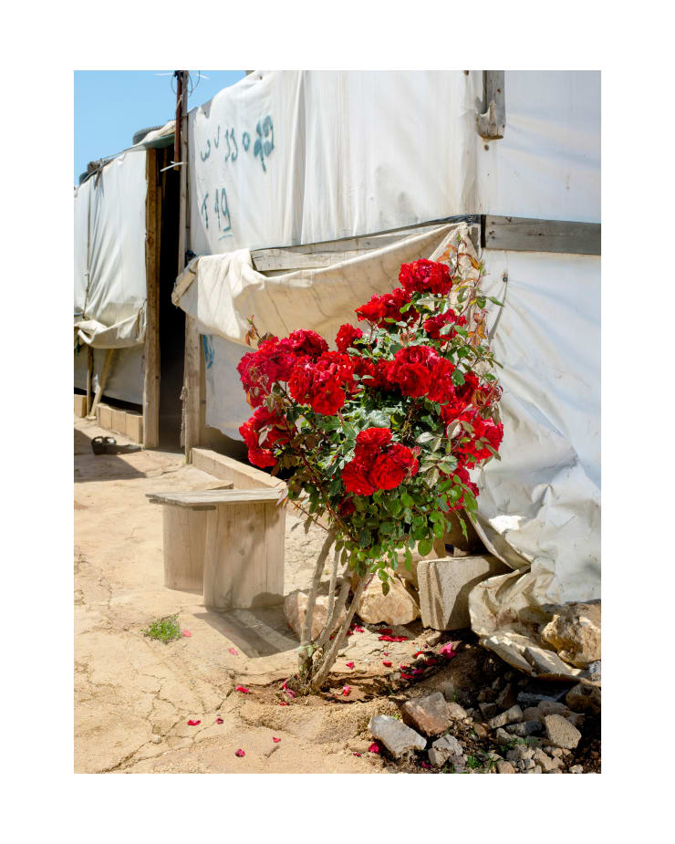 Henk Wildschut, Spray Rose (Rosa rugosa), Terbol, Lebanon — April 2018, 2018