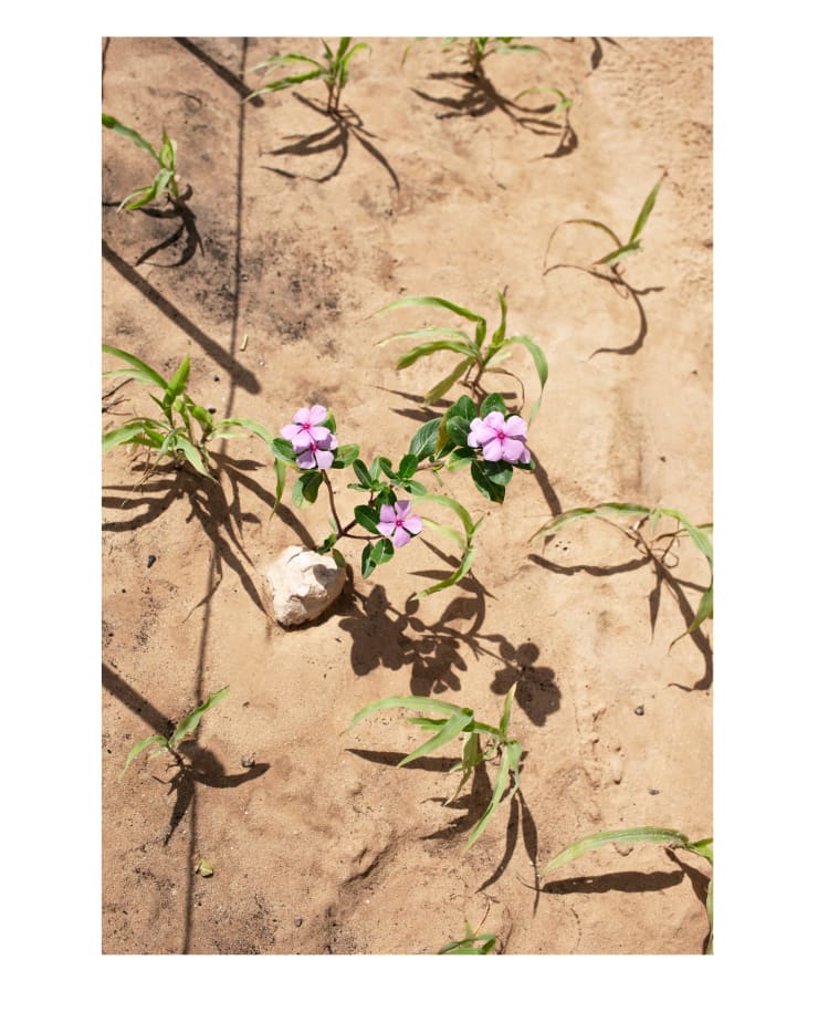 Henk Wildschut, Madagascar Periwinkle (Catharanthus roseus), Choucha Camp, Tunisia — July 2011, 2011