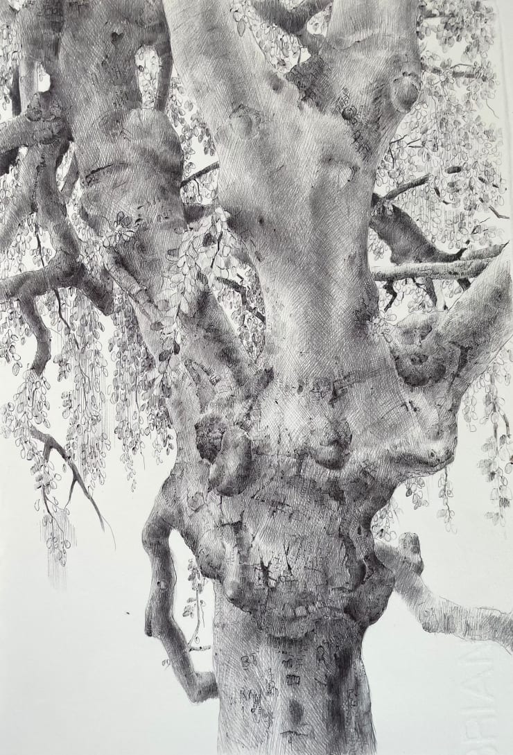 Dina Brodsky, The Overstory XIII, 2023