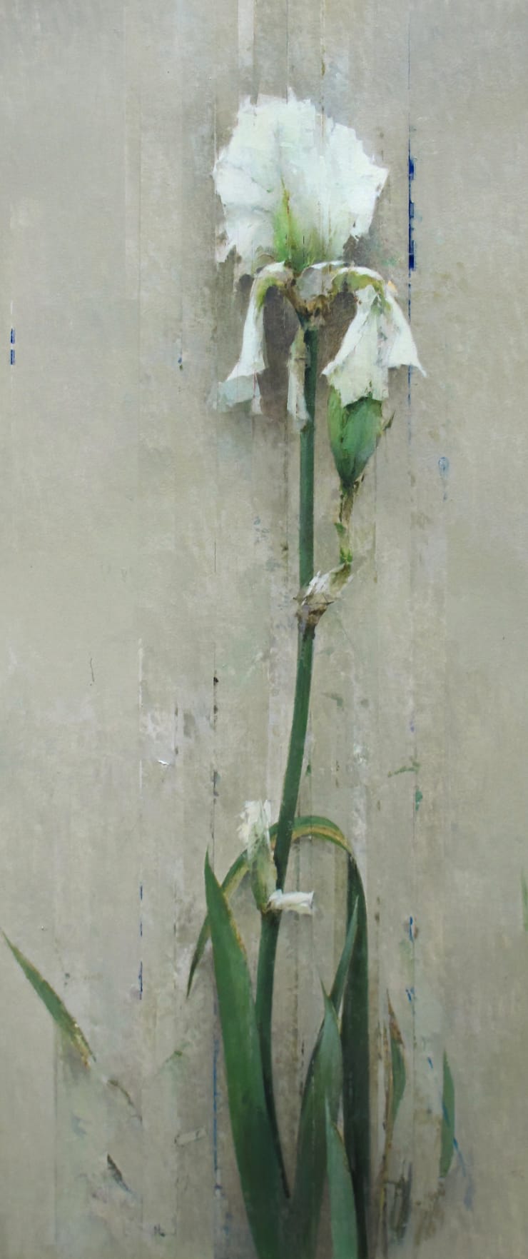 Carlos Morago, Lirio blanco, 2020