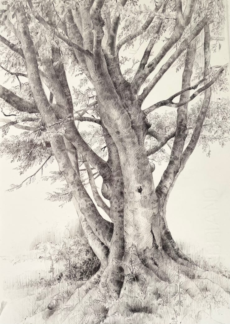 Dina Brodsky, The Overstory XII, 2023