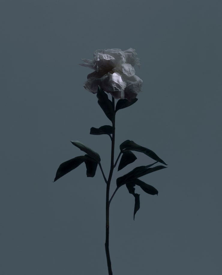 Roberto Greco, fig. II, 2017