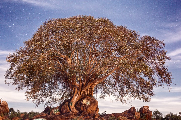 Tavish Gunasena, A mighty Banyan tree on the Pottuvil to Panama Road, 2014