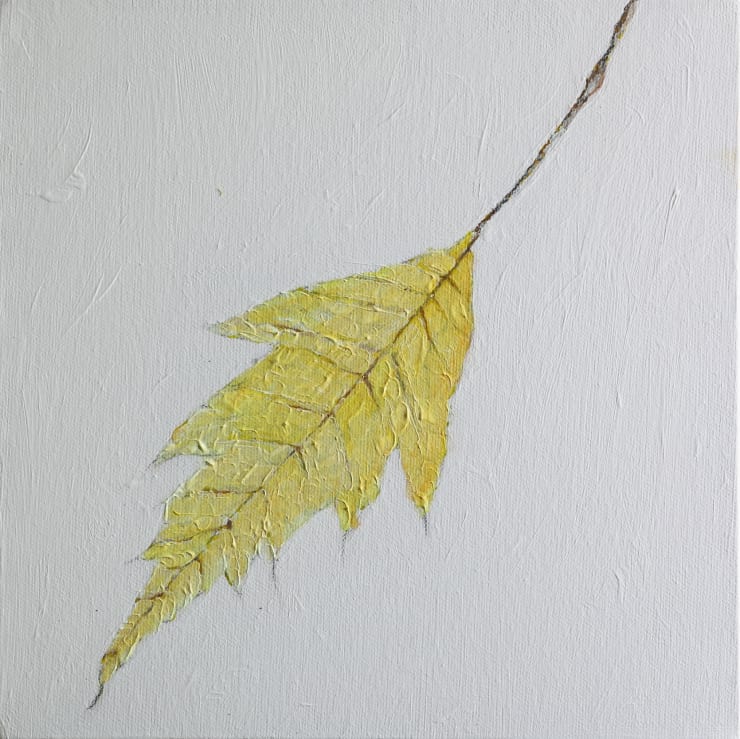 Nelun Harasgama, Azadirachta Indica. Veppai. Kohomba, 2025