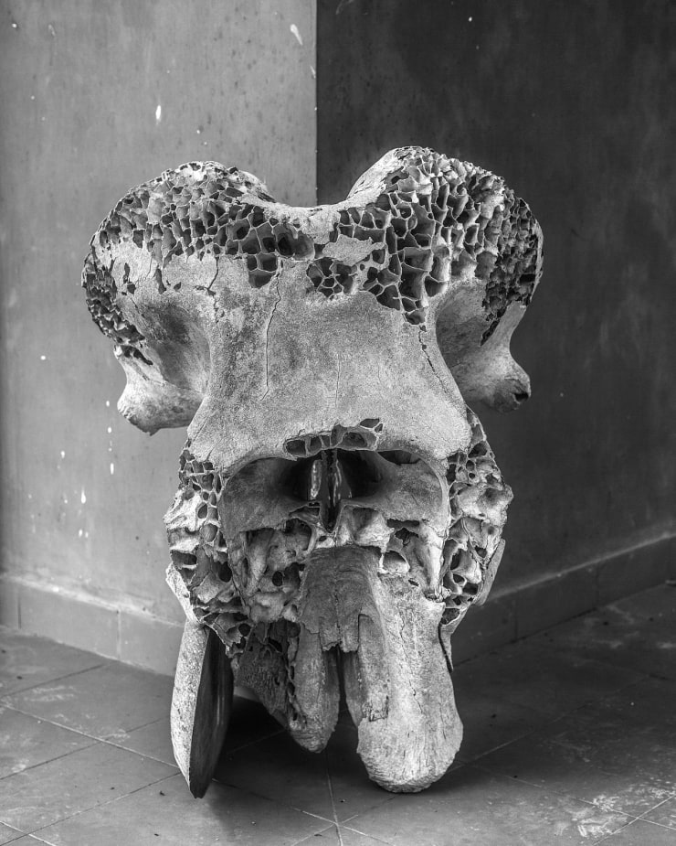 Tavish Gunasena, Decayed elephant skull, 2021