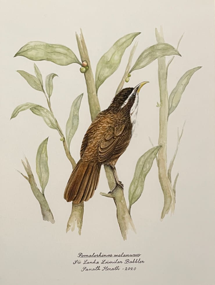 Sanath Herath, Sri Lanka Scimitar Babbler, 2020