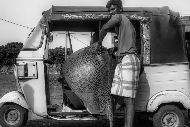 Tavish Gunasena, Leopard Stingray , 2021