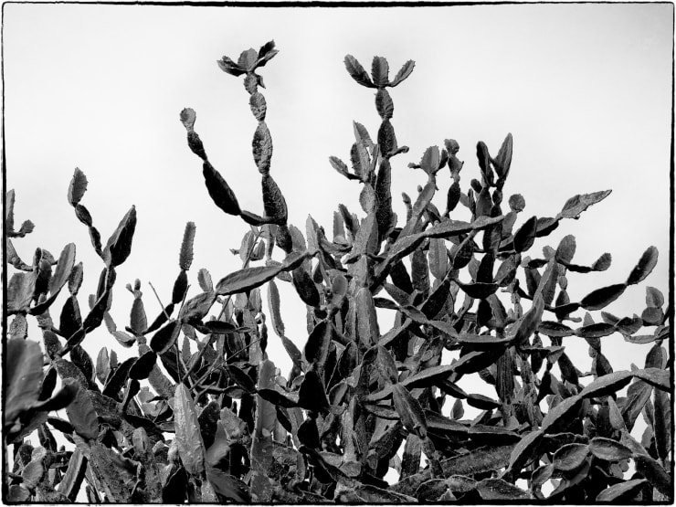 Tavish Gunasena, Cactus atop Sastrawela, 2025