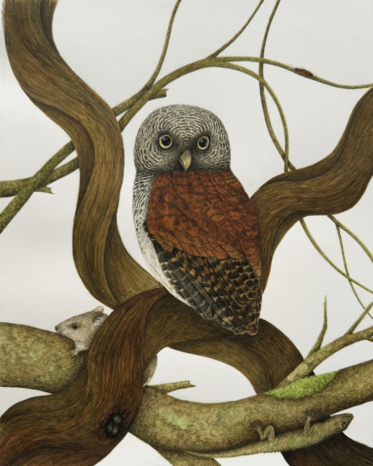 Sanath Herath, Chestnut-backed Owlet (Glaucidium castanotum), 2024