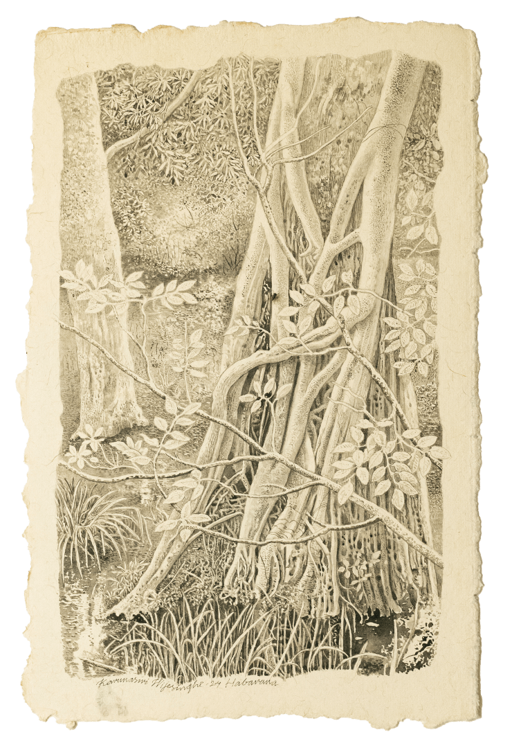 Karunasiri Wijesinghe, Banyan Tree - Habarana, 2024