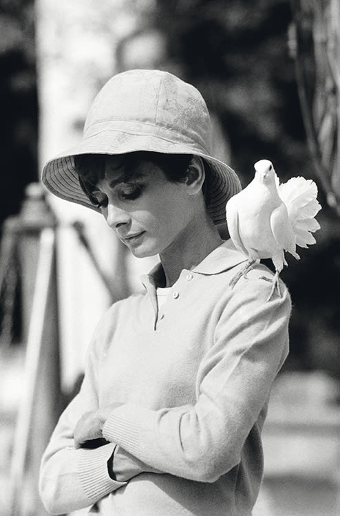 Terry O'Neill Audrey Hepburn With Dove, South of France, 1966 Gelatin Silver Print. 72 x 48 in 183 x 122 cm