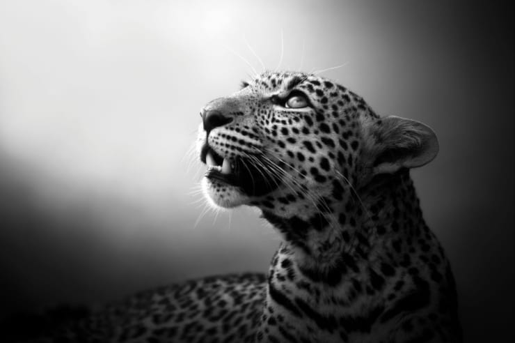 Bjorn Persson, Soul of the Leopard, 2017