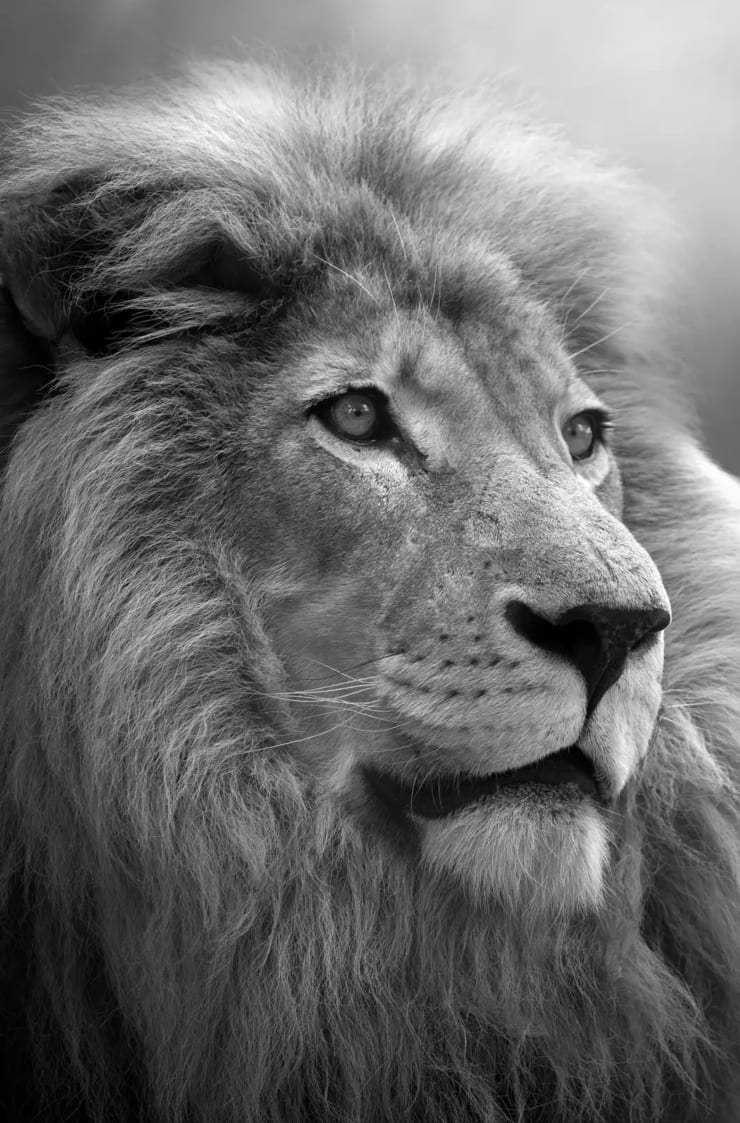 Bjorn Persson, Soul of the Lion