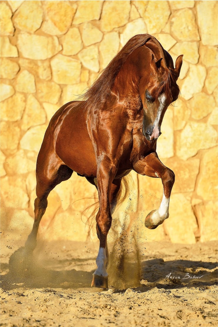 ARTUR BABOEV, Passion, 2021