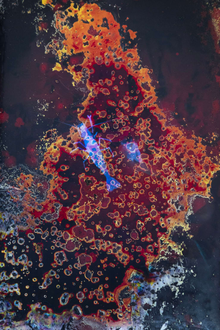 Alice Pallot Alteration, from the series Algues Maudites - Red Bloom, 2024 Color silver print altered by algae, Unique Image : 38 x 25 cm Black wooden shadow box frame : 46 x 33 cm